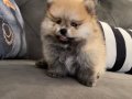 Pomeranian Teddy Bear 