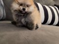 Pomeranian Teddy Bear 