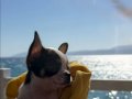 Minik Yavru Chihuahua (Şivava)