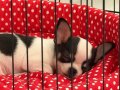 Minik Yavru Chihuahua (Şivava)