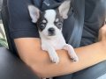 Minik Yavru Chihuahua (Şivava)