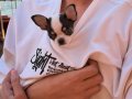 Minik Yavru Chihuahua (Şivava)