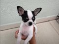 Minik Yavru Chihuahua (Şivava)