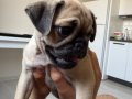 2 aylık pug 