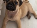 2 aylık pug 