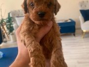 Mini toy poodle yavrularimz