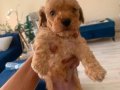 Mini toy poodle yavrularimz