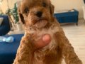 Mini toy poodle yavrularimz