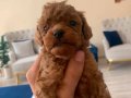 Mini toy poodle yavrularimz