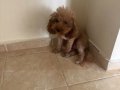 Yetiskin mini toy poodle cipli asilari tam