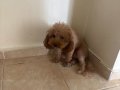 Yetiskin mini toy poodle cipli asilari tam