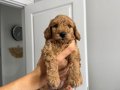 Orjinal Poodle yavruları