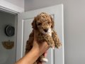 Orjinal Poodle yavruları