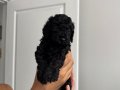 Orjinal Poodle yavruları