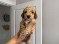 Orjinal Poodle yavruları