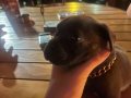 Cane corso 1 aylik son disi