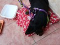 3 aylık yavru doberman 