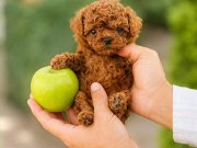 Çiftlikten Ankara nın en özel Poodle bebekleri