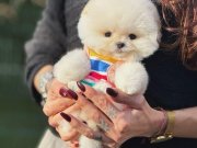 Çiftlikten Ankara nın En Özel Kore Pomeranian Bebekleri