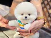 Çiftlikten Ankara nın En Özel Kore Pomeranian Bebekleri