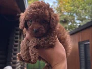 Çiftlikten Kore Poodle yavruları 