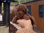 Kore orijinal Poodle yavruları