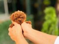 Çiftlikten Ankara nın en özel Poodle bebekleri