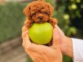 Çiftlikten Ankara nın en özel Poodle bebekleri
