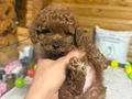 Çiftlikten Özel Kore Poodle Yavruları 