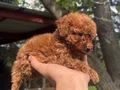Çiftlikten Özel Kore Poodle Yavruları 