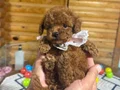 Çiftlikten Özel Kore Poodle Yavruları 