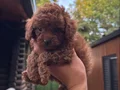 Çiftlikten Özel Kore Poodle Yavruları 