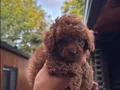Çiftlikten Özel Kore Poodle Yavruları