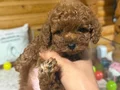 Çiftlikten Özel Kore Poodle Yavruları