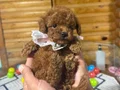 Çiftlikten Özel Kore Poodle Yavruları