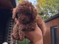Çiftlikten Kore Poodle yavruları 