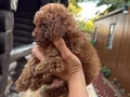 Çiftlikten Kore Poodle yavruları 