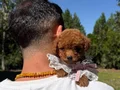 Çiftlikten Kore Poodle yavruları 