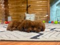 Kore orijinal Poodle yavruları