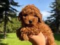 Kore orijinal Poodle yavruları