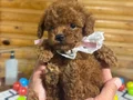 Kore orijinal Poodle yavruları