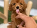 Özel Kore Poodle Yavruları 