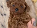 Özel Kore Poodle Yavruları 