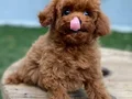 Özel Kore Poodle Yavruları 
