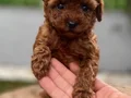 Özel Kore Poodle Yavruları 