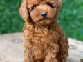 Özel Kore Poodle Yavruları 