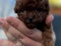 Özel Kore Poodle Yavruları 
