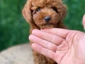 Özel Kore Poodle Yavruları 