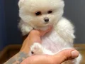 Çiftlikten Özel Kore Pomeranian Yavruları