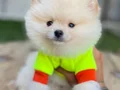 Çiftlikten Özel Kore Pomeranian Yavruları
